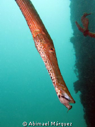 Trompetfish, Crash Boat Piers, Aguadilla. I was not until... by Abimael Márquez 